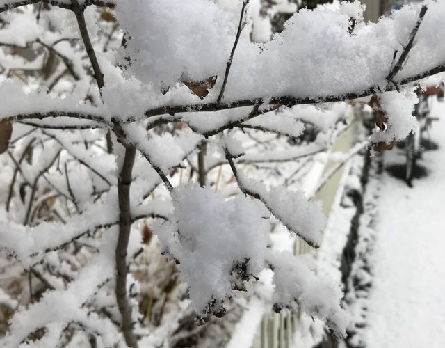 枝にのる雪。綺麗なんだけど寒い。