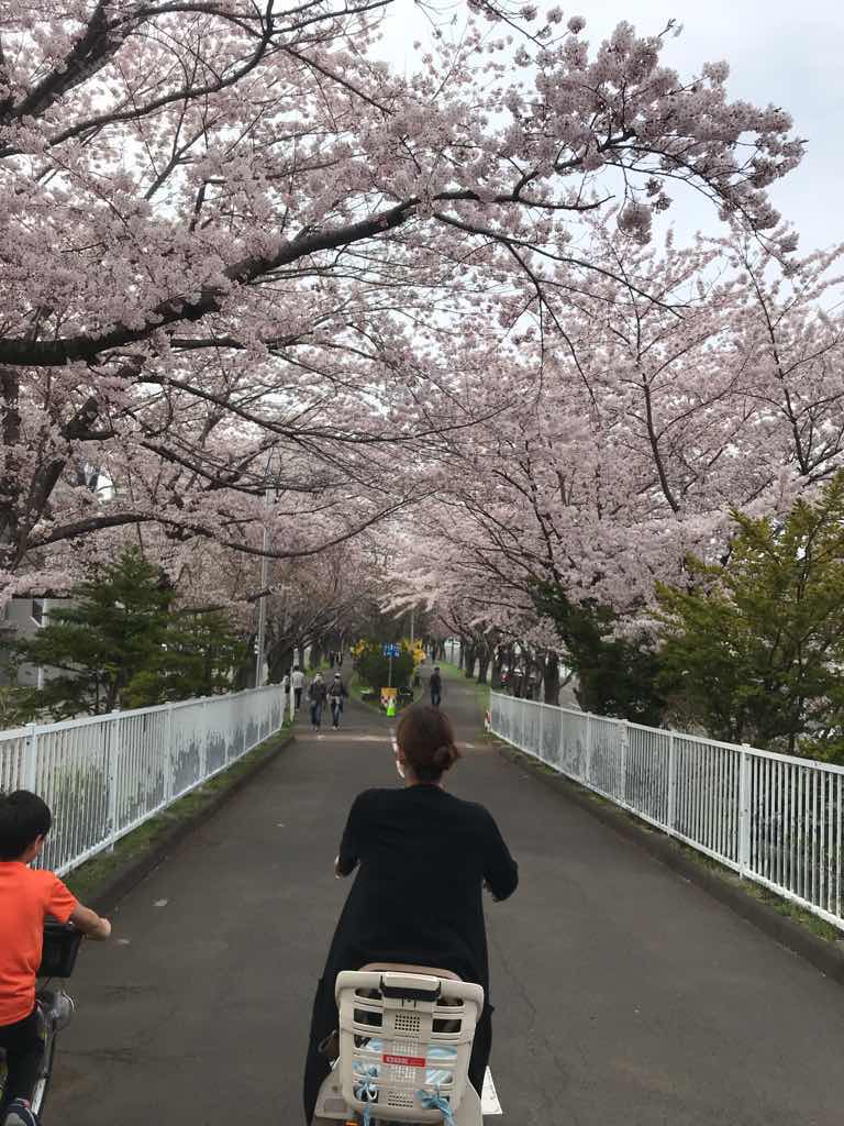 サイクリングロード名物、桜のトンネル。本当に綺麗だ。